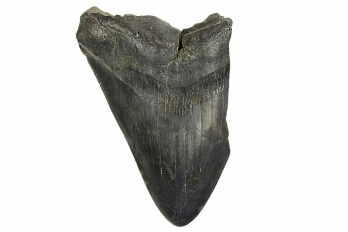 Partial, Fossil Megalodon Tooth - Serrated Edge #327711